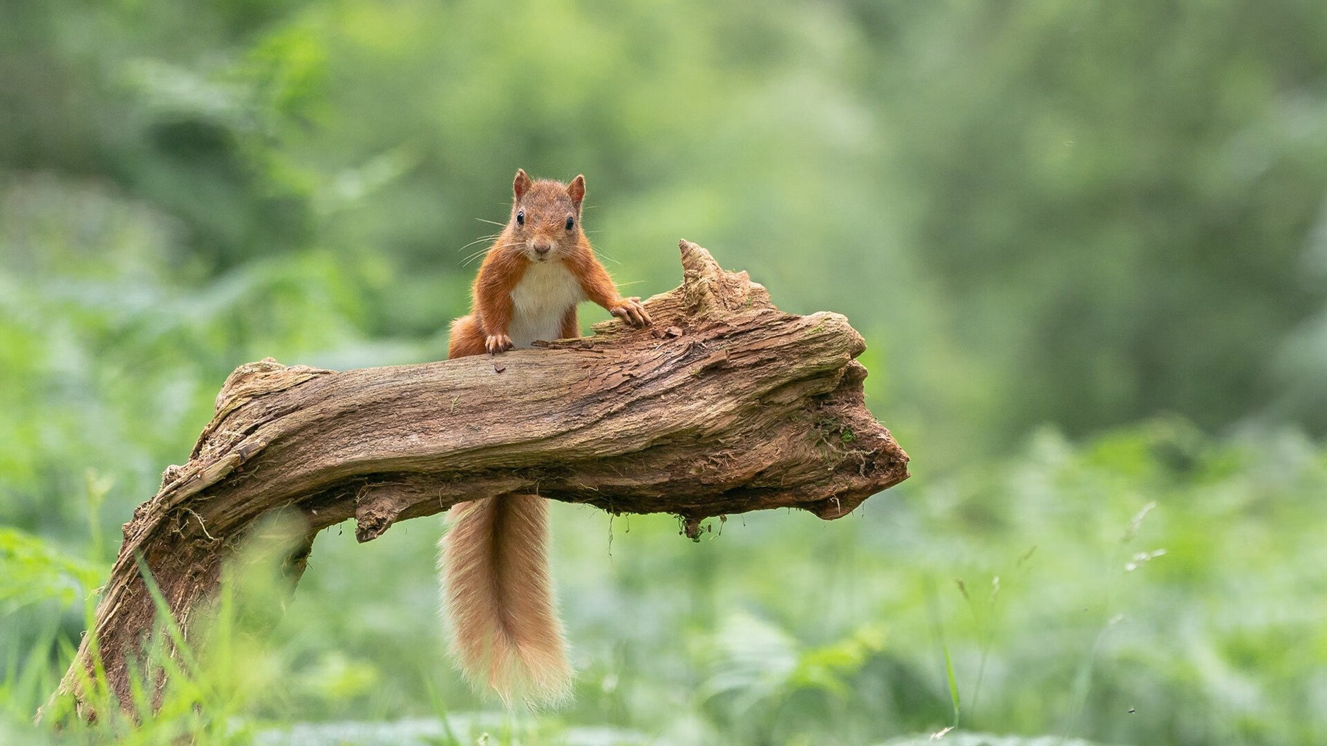 九游官网入口活动-外援离队后影响球队战术连续性未有缓冲方案，外援技术犯规哭了