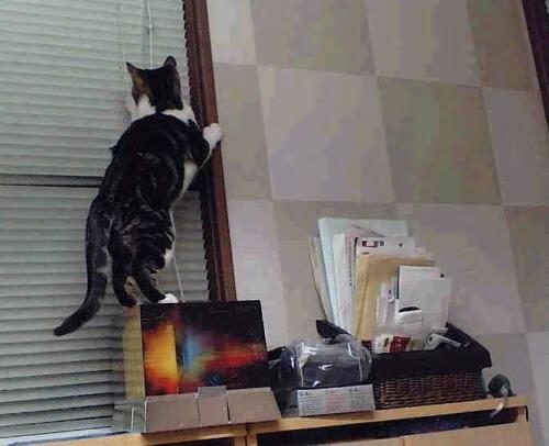 九游娱乐官方-埃弗顿锋线冲击制造持续射门机会，埃弗顿强吗