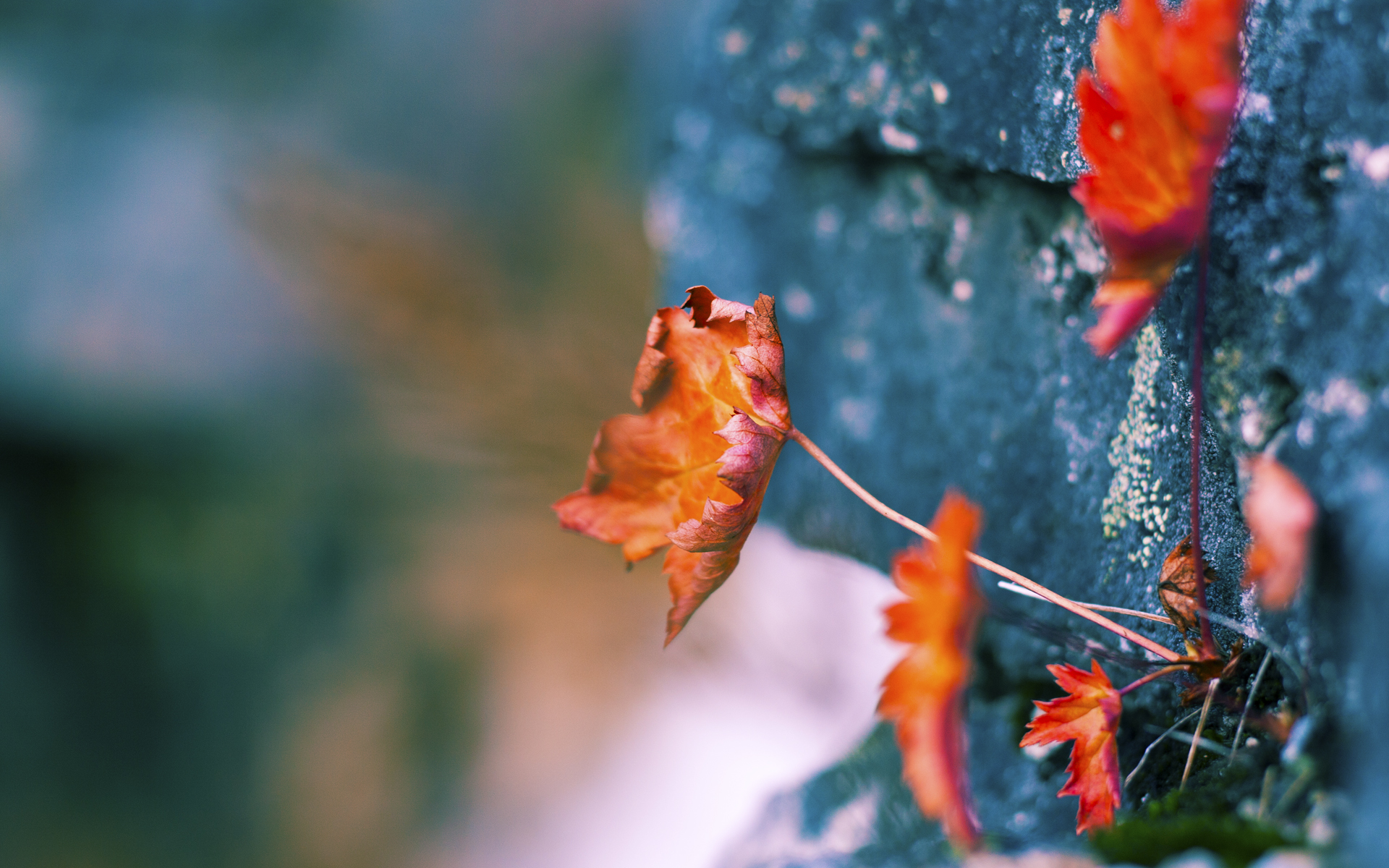 九游娱乐登录-新援融入良好,拜仁化学反应正在形成,拜仁新人