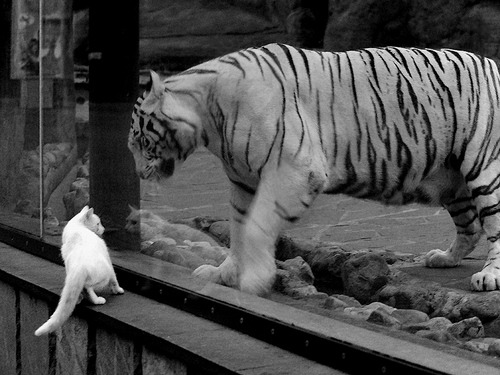 九游娱乐在线-中国队用坚韧精神征服赛场挑战,中国队用坚韧精神征服赛场挑战的是谁