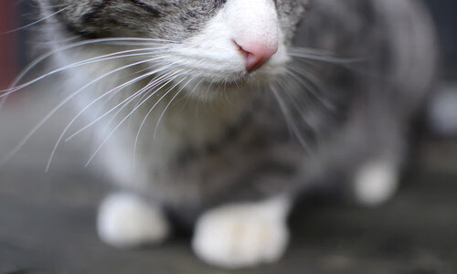 九游官网入口-利物浦欧冠之路逐步展开，目标冠军