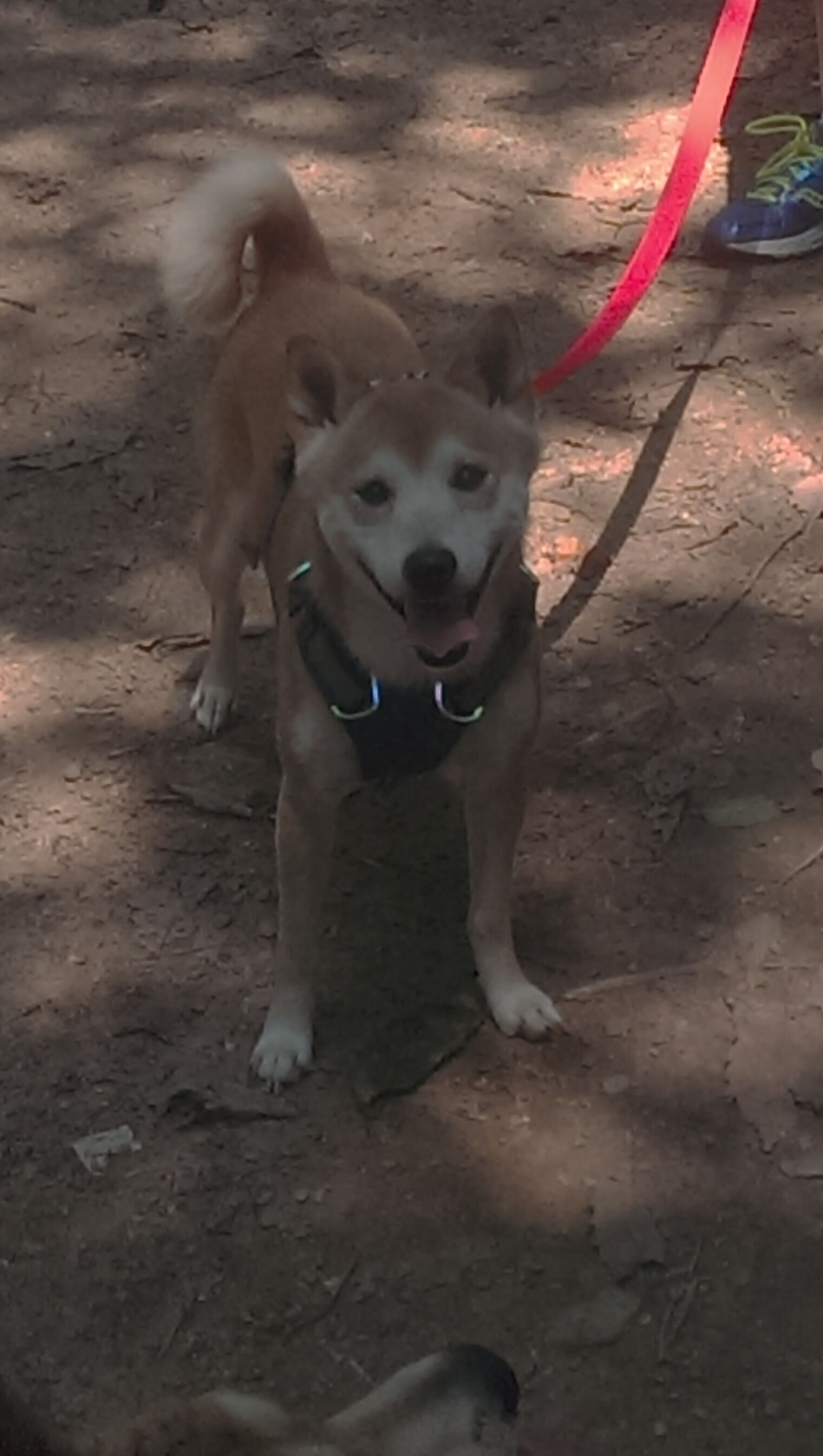 九游娱乐官网-卡普尔的突破技巧与强大冲击力,让袋鼠队在进攻中拥有多种选择